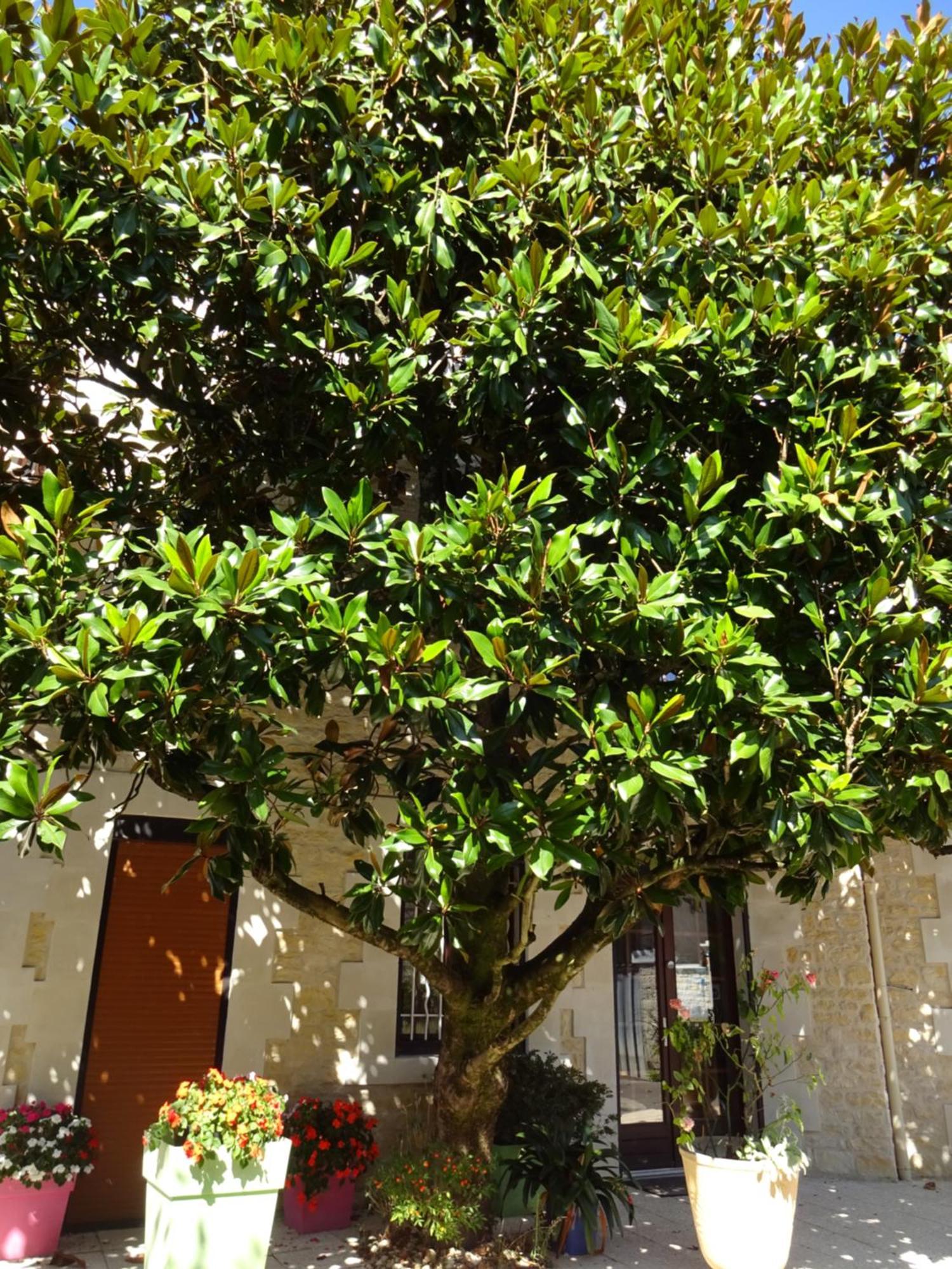 فندق Aux Orangers Luxé المظهر الخارجي الصورة